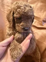 Daisy, a female Cockapoo and Poodle - Miniature  for sale in Rosenberg, TX – Photo 7 of 9