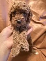 Daisy, a female Cockapoo and Poodle - Miniature  for sale in Rosenberg, TX – Photo 6 of 9