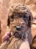 Daisy, a female Cockapoo and Poodle - Miniature  for sale in Rosenberg, TX – Photo 8 of 9