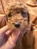 Daisy, a female Cockapoo and Poodle - Miniature  for sale in Rosenberg, TX – Photo 1 of 9