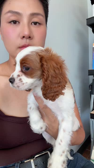 AKC Max, a male Cavalier King Charles Spaniel for sale in Rosenberg, TX – 1 of 1
