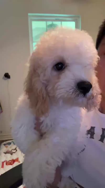     Teddy, a male Bichon Frise and Cockapoo for sale in Rosenberg, TX – 5 of 10