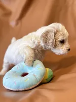 Emily, a female Bichon Frise and Cockapoo for sale in Rosenberg, TX – Photo 7 of 9