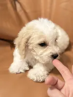 Emily, a female Bichon Frise and Cockapoo for sale in Rosenberg, TX – Photo 3 of 9