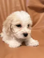 Emily, a female Bichon Frise and Cockapoo for sale in Rosenberg, TX – Photo 9 of 9