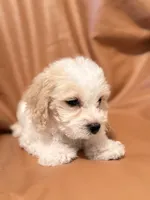 Emily, a female Bichon Frise and Cockapoo for sale in Rosenberg, TX – Photo 4 of 9