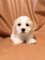 Emily, a female Bichon Frise and Cockapoo for sale in Rosenberg, TX – Photo 5 of 9
