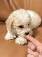 Emily, a female Bichon Frise and Cockapoo for sale in Rosenberg, TX – Photo 1 of 9