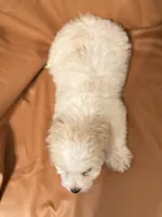 Emily, a female Bichon Frise and Cockapoo for sale in Rosenberg, TX – Photo 6 of 9