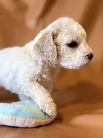 Emily, a female Bichon Frise and Cockapoo for sale in Rosenberg, TX – Photo 8 of 9