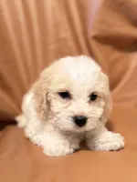 Emily, a female Bichon Frise and Cockapoo for sale in Rosenberg, TX – Photo 2 of 9
