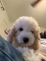     Teddy, a male Bichon Frise and Cockapoo for sale in Rosenberg, TX – 4 of 10