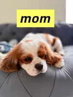 AKC Buddy, a male Cavalier King Charles Spaniel for sale in Rosenberg, TX – 6 of 9