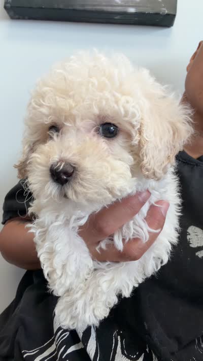 candy, a female Bichon Frise and Poodle - Toy  for sale in Rosenberg, TX – 7 of 7