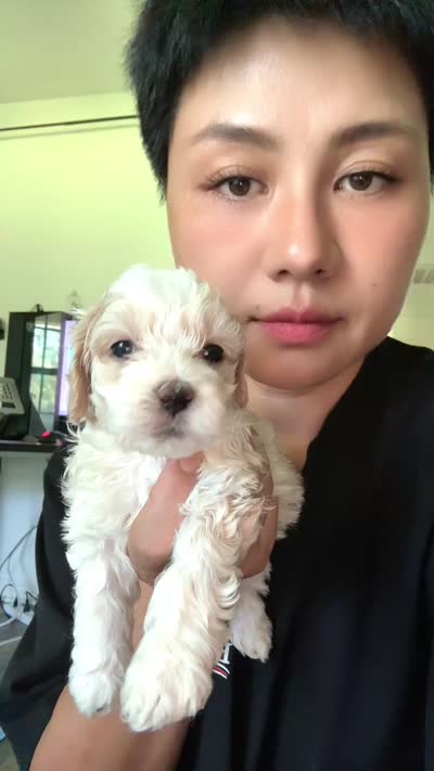 bear, a male Bichon Frise and Cockapoo for sale in Rosenberg, TX – 6 of 6