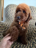 Peanut, a male Cockapoo and Poodle - Miniature  for sale in Rosenberg, TX – 3 of 10