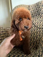 Peanut, a male Cockapoo and Poodle - Miniature  for sale in Rosenberg, TX – 2 of 10