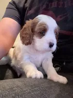 AKC Max, a male Cavalier King Charles Spaniel for sale in Rosenberg, TX – 4 of 9