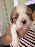 AKC Rocky, a male Cavalier King Charles Spaniel for sale in Rosenberg, TX – 6 of 6