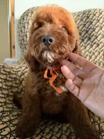 Peanut, a male Cockapoo and Poodle - Miniature  for sale in Rosenberg, TX – 9 of 10