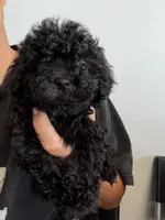 oreo, a male Bichon Frise and Poodle - Toy  for sale in Rosenberg, TX – 6 of 7