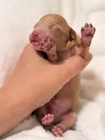 Will, a male Poodle - Toy  for sale in Rosenberg, TX – Photo 2 of 9