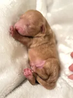 Will, a male Poodle - Toy  for sale in Rosenberg, TX – Photo 5 of 9