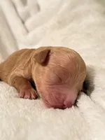 Will, a male Poodle - Toy  for sale in Rosenberg, TX – Photo 9 of 9