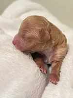 Will, a male Poodle - Toy  for sale in Rosenberg, TX – Photo 1 of 9