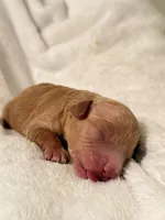 Will, a male Poodle - Toy  for sale in Rosenberg, TX – Photo 8 of 9