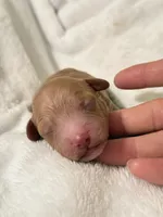 Will, a male Poodle - Toy  for sale in Rosenberg, TX – Photo 3 of 9