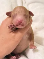 Will, a male Poodle - Toy  for sale in Rosenberg, TX – Photo 7 of 9