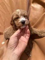 Max, a male Cockapoo and Poodle - Miniature  for sale in Rosenberg, TX – Photo 8 of 9