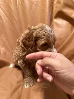 Max, a male Cockapoo and Poodle - Miniature  for sale in Rosenberg, TX – Photo 7 of 9