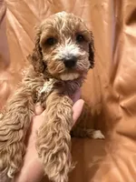 Max, a male Cockapoo and Poodle - Miniature  for sale in Rosenberg, TX – Photo 5 of 9