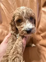 Max, a male Cockapoo and Poodle - Miniature  for sale in Rosenberg, TX – Photo 4 of 9