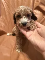 Max, a male Cockapoo and Poodle - Miniature  for sale in Rosenberg, TX – Photo 2 of 9