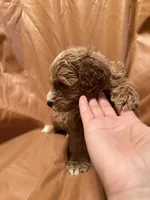 Max, a male Cockapoo and Poodle - Miniature  for sale in Rosenberg, TX – Photo 9 of 9