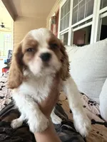 AKC Buddy, a male Cavalier King Charles Spaniel for sale in Rosenberg, TX – 5 of 9