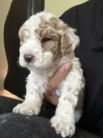 milo, a male Bichon Frise and Cockapoo for sale in Rosenberg, TX – 2 of 7