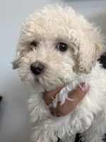 candy, a female Bichon Frise and Poodle - Toy  for sale in Rosenberg, TX – 6 of 7