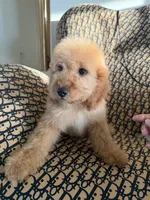     Daisy, a female Cockapoo and Poodle - Miniature  for sale in Rosenberg, TX – 5 of 9