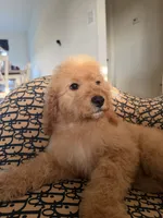     Daisy, a female Cockapoo and Poodle - Miniature  for sale in Rosenberg, TX – 3 of 9