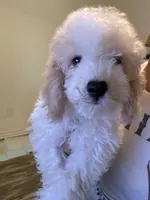     Teddy, a male Bichon Frise and Cockapoo for sale in Rosenberg, TX – 8 of 10