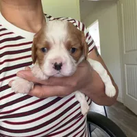 AKC Max, a male Cavalier King Charles Spaniel for sale in Rosenberg, TX – 3 of 7