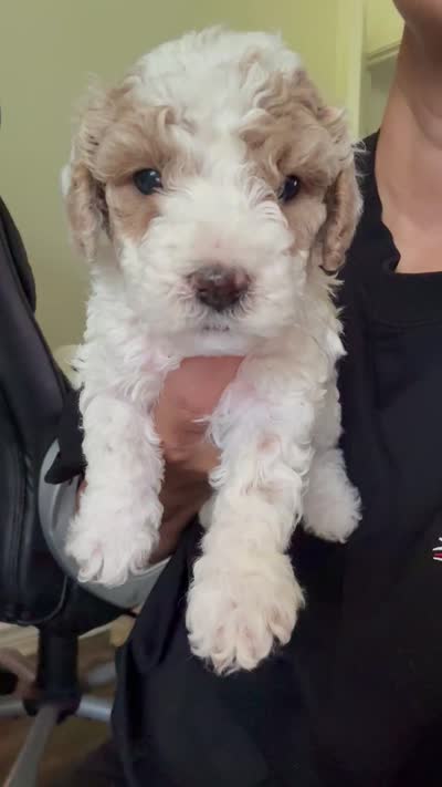 milo, a male Bichon Frise and Cockapoo for sale in Rosenberg, TX – 7 of 7