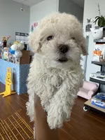     Teddy, a male Bichon Frise and Poodle - Toy  for sale in Rosenberg, TX – 3 of 6