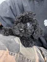 toby, a male Bichon Frise and Poodle - Toy  for sale in Rosenberg, TX – 4 of 6