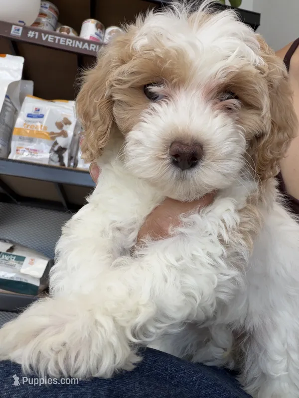 coco – Bichon Frise, Cockapoo puppy for sale in Rosenberg, TX