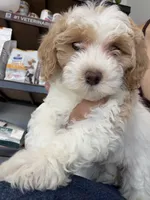 coco, a female Bichon Frise and Cockapoo for sale in Rosenberg, TX – 1 of 7